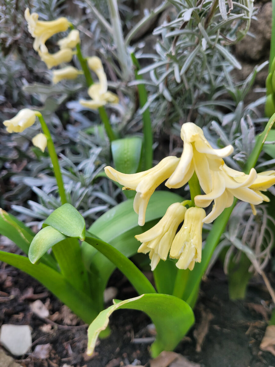 Фото автора.В  саду!