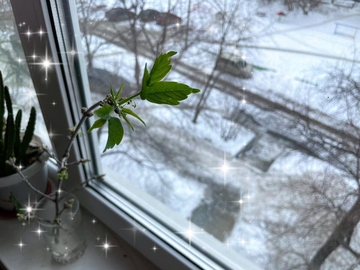 Поставила в стакан, смотрю и радуюсь. Скоро лето!