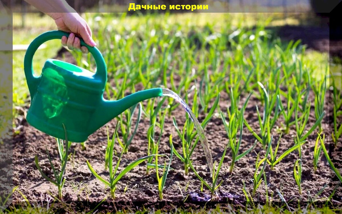 Что перво-наперво сделать с озимым чесноком весной: важная весенняя  подкормка озимого чеснока и основные моменты ухода | Дачные истории | Дзен