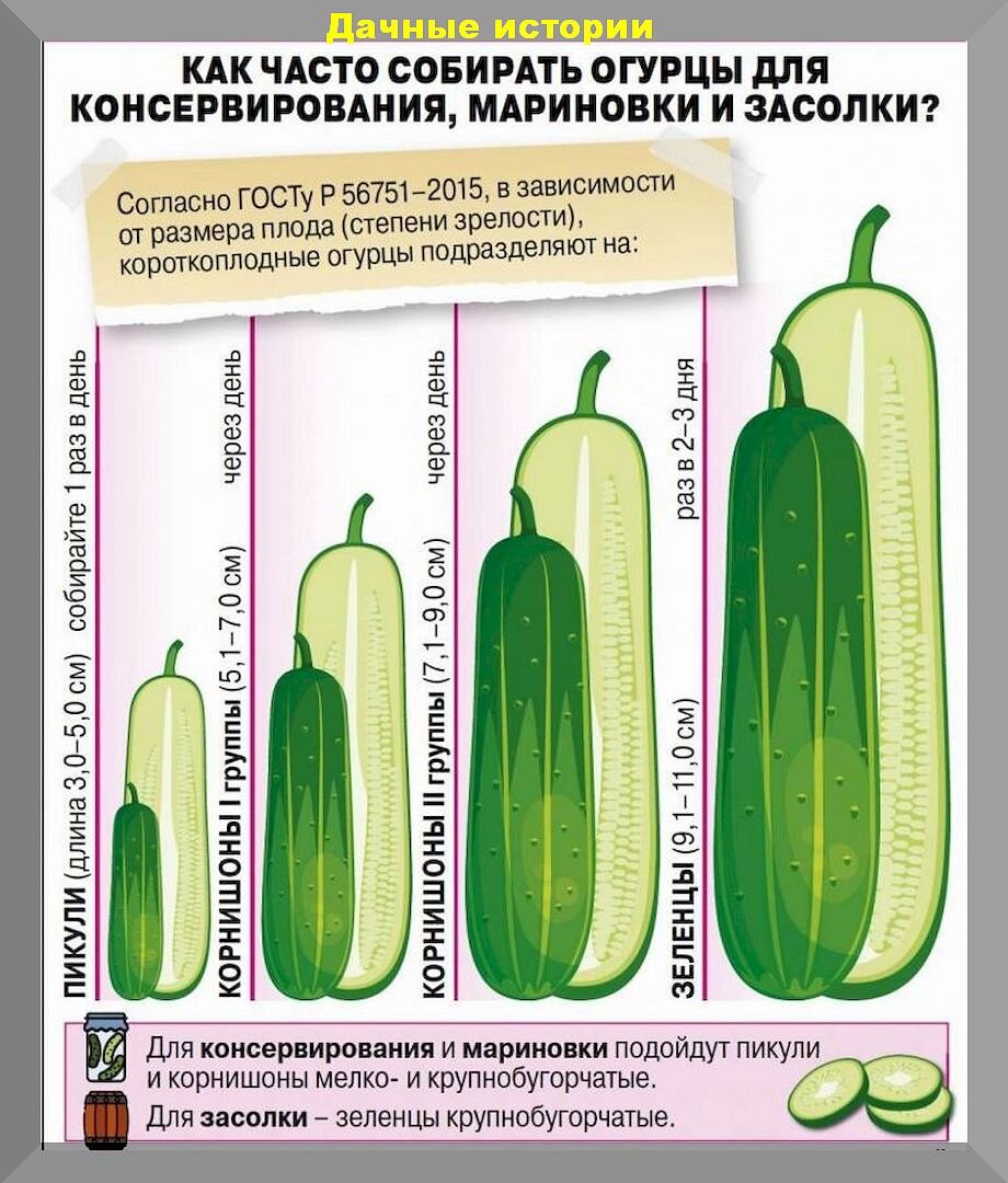 Праздничный букет - Щербакова Дарья - 8 класс