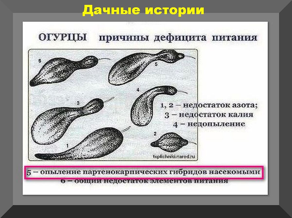 Посев огурцов на рассаду и в открытой грунт: самые частые неудачи у  дачников на начальных этапах выращивания огурцов | Дачные истории | Дзен