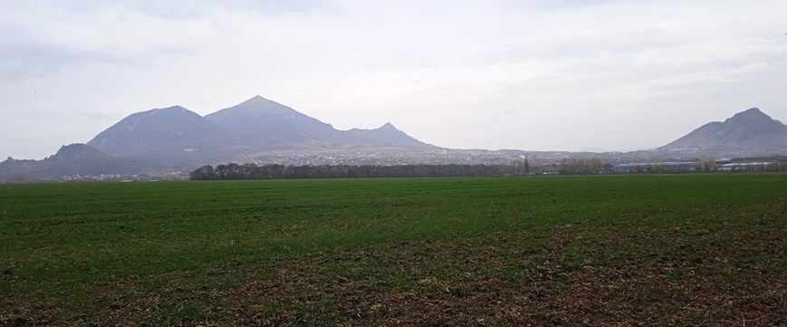 Поле на фоне наших гор Бештау и Шелудивая, где мы подрабатывали школьниками на куникулах.