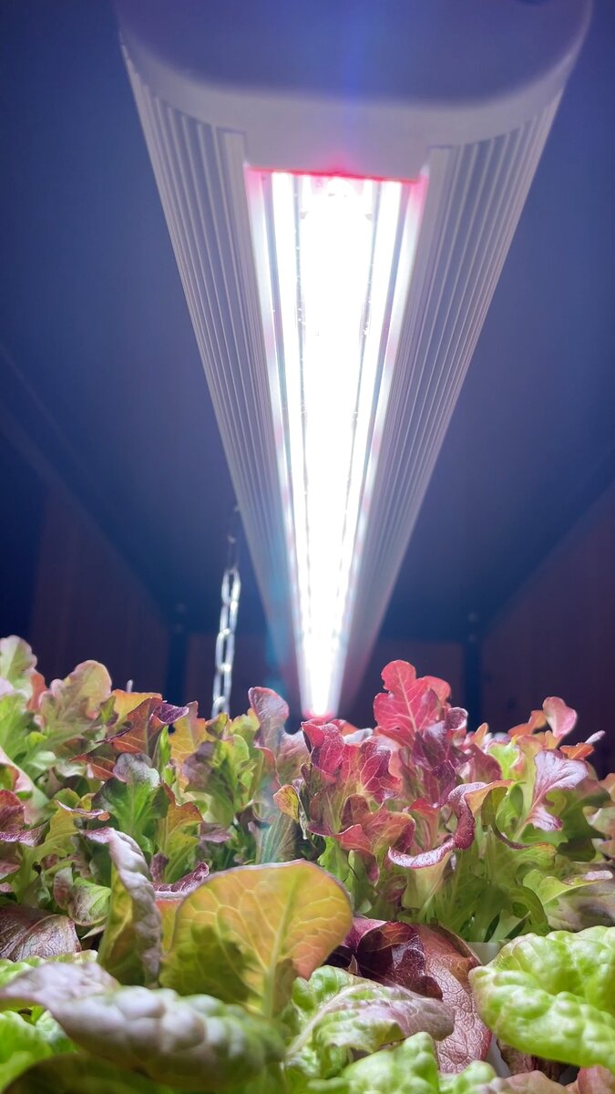 Что такое фитолампа? Фитолампа - это особый светильник, созданный для поддержки роста растений, особенно на стадии рассады.