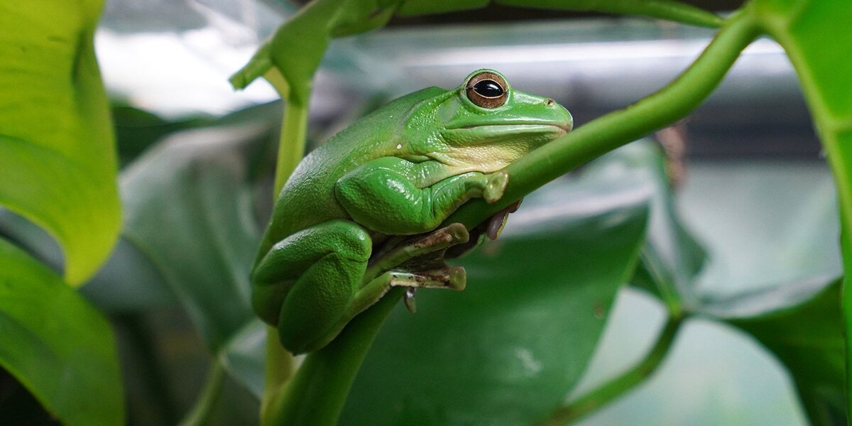     Лягушка. Источник: mos.ru Автор фото: Пресс-служба Мэра и Правительства Москвы