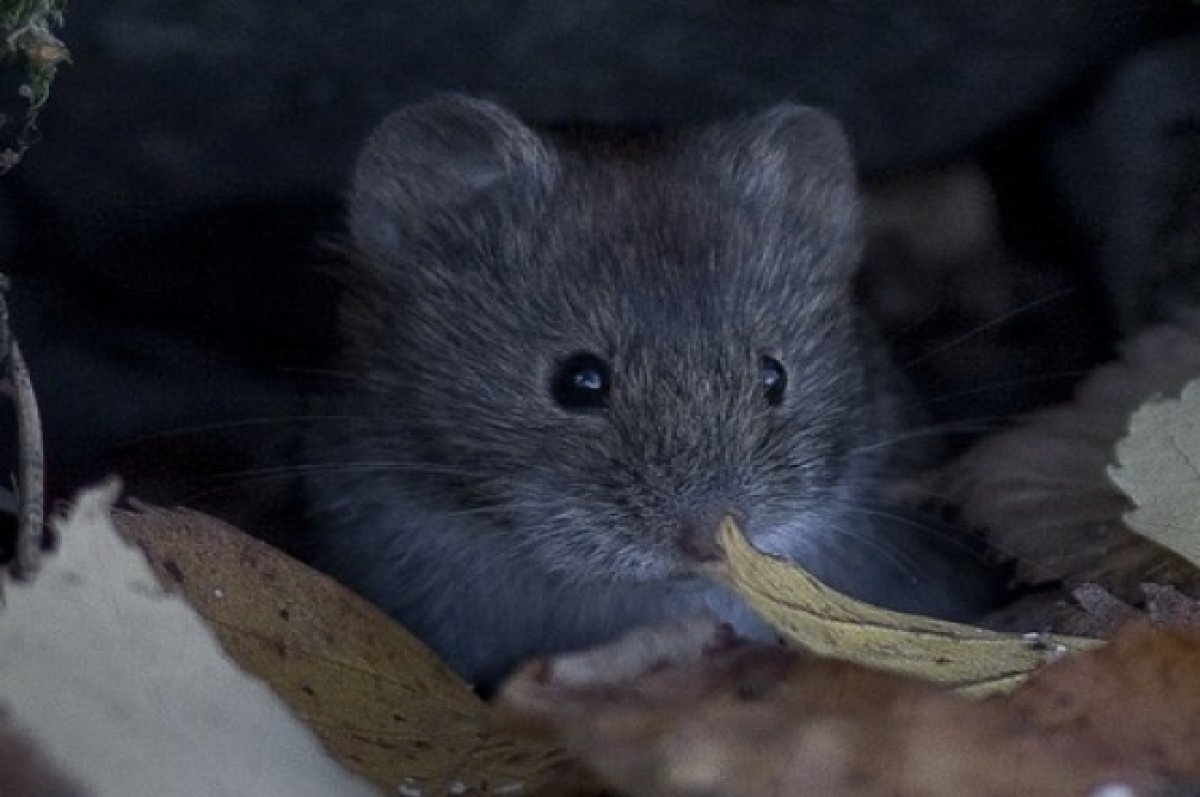    Чем опасен высокий снег на полях, сказали в Россельхозцентре Татарстана