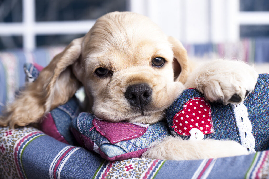 источник фото: https://thejigsawpuzzles.com/img-puzzle-7104565-1024/Valentine-Havanese-Puppy