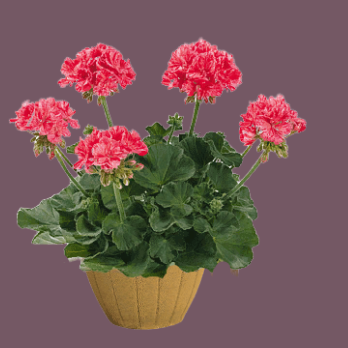 Уход за пеларгониями в апреле требует особого внимания