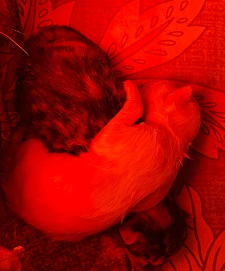 Спят котятки