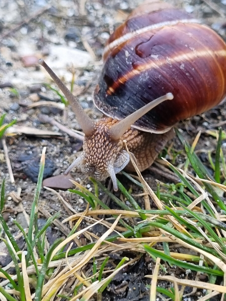 Первый встреченный проползший в лесу