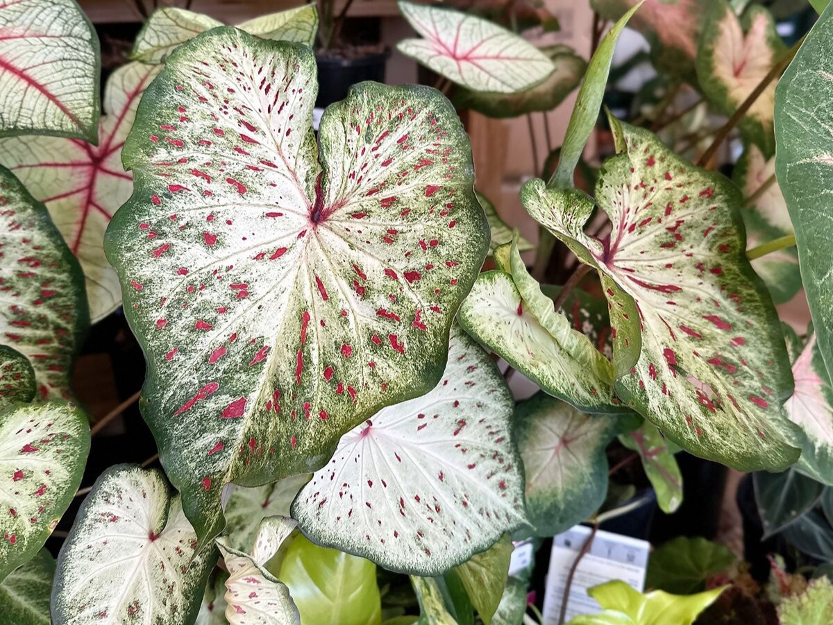 Каладиум Джинджерланд (Gingerland). Фото: moreplants.com.au