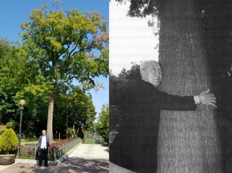 Сон Кичжон обнимает "своё" дерево.