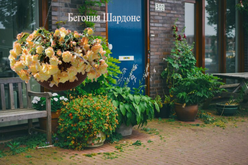 Бегония Belleconia Chardonnay