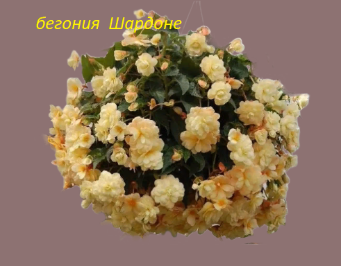 бегония Belleconia Chardonnay