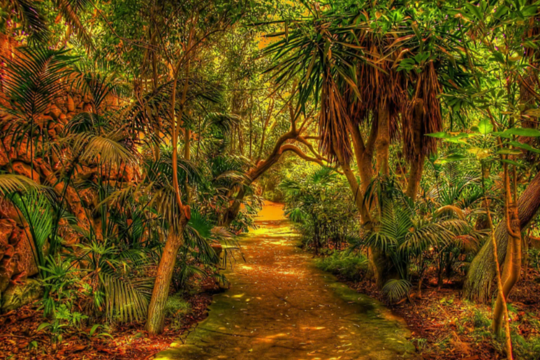 Тропический лес Африки