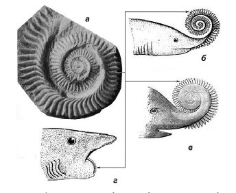 Зубная спираль Helicoprion bessonowi Karpinsky