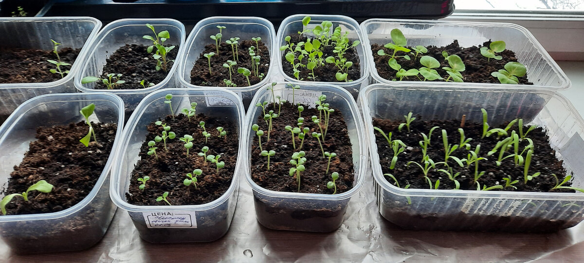 Рассада цветов.