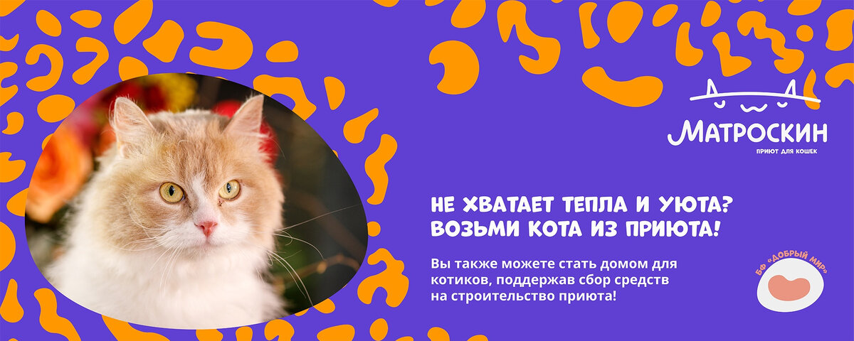 Приют кот матроскин пермь. Приют матроскин пермь. приют пермь. приют кот матроскин.