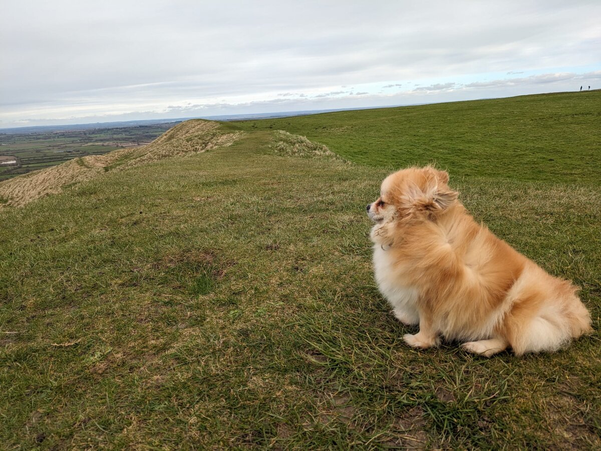 Пеппи на вершине одного из самого известнейшего в Англии холма - White Horse Hill. Фото из личного архива 