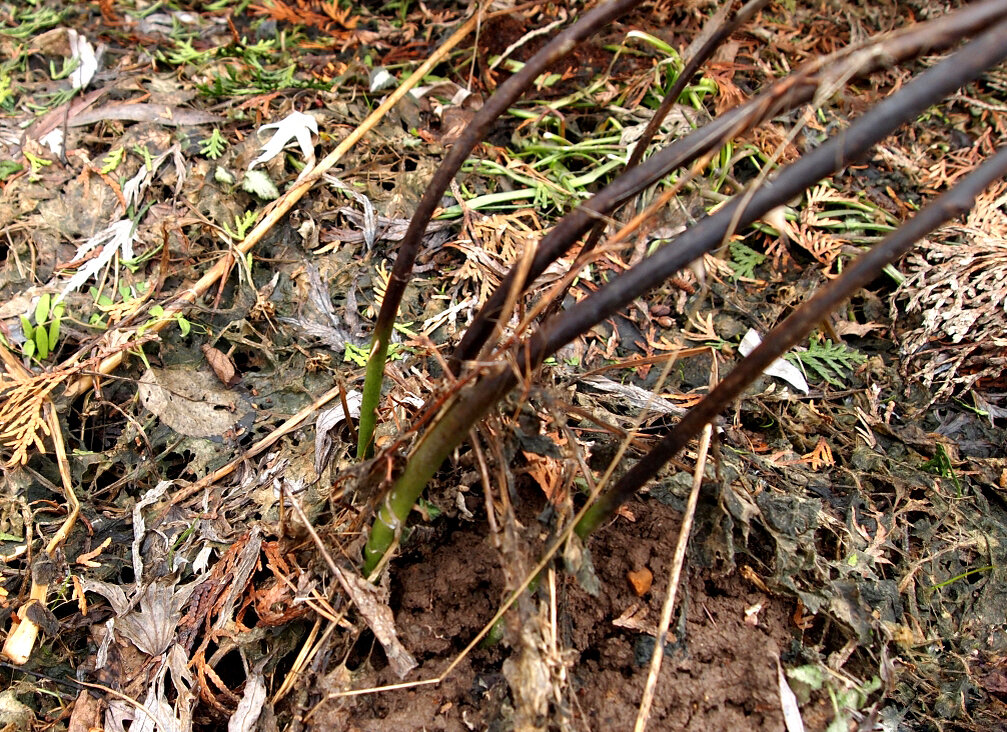 Не полностью вымерзшая роза. Основания побегов зелёные. Фото из открытых источников.