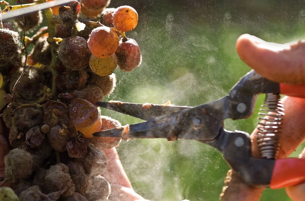 Ботритизированный виноград