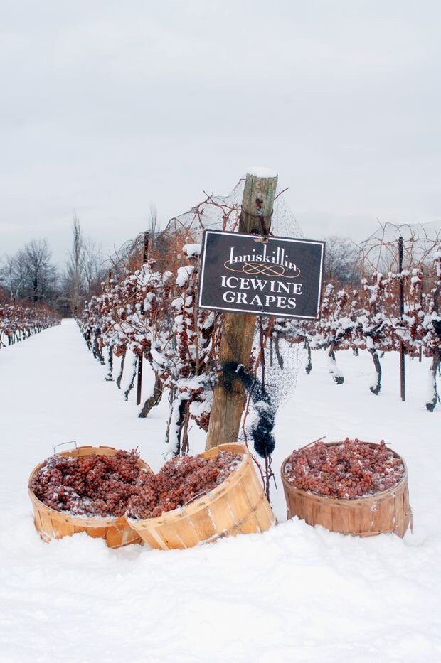 Тот самый замороженный виноград для ледяного вина