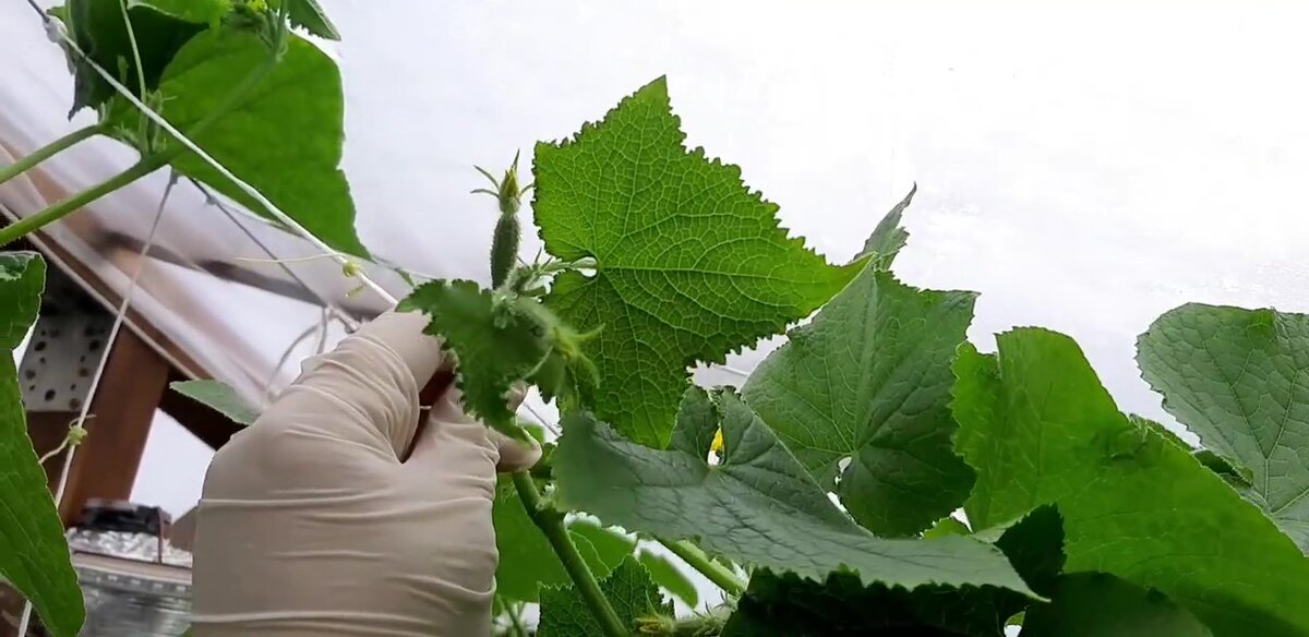 Огурцы доросли до крыши и я учусь их прищипывать..