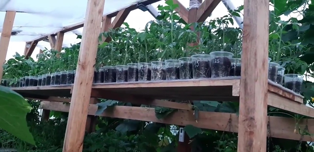 Как я на рассаде и огурцах зарабатывала в деревне