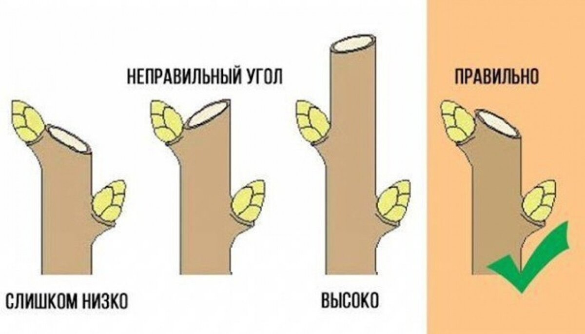 Иллюстрация обрезки на почку. Фото из интрернета.