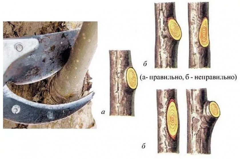 Иллюстрация обрезки на кольцо. Фото из интернета.