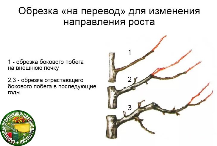 Иллюстрация обрезки на перевод ветки. Красным показаны части ветки, которые должны быть отрезаны. Фот с сайта Цветоводов России.