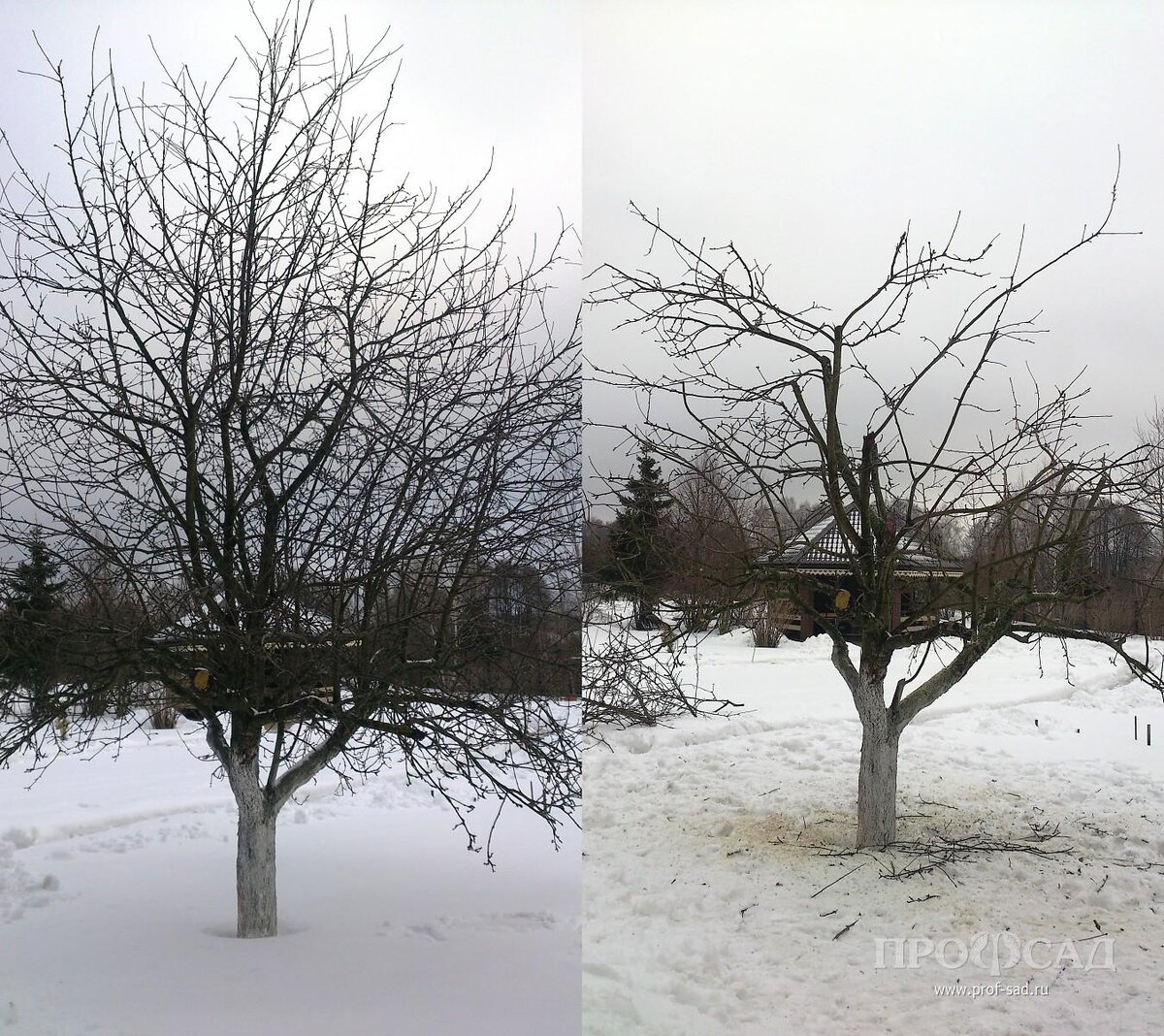 Фото из интернета.