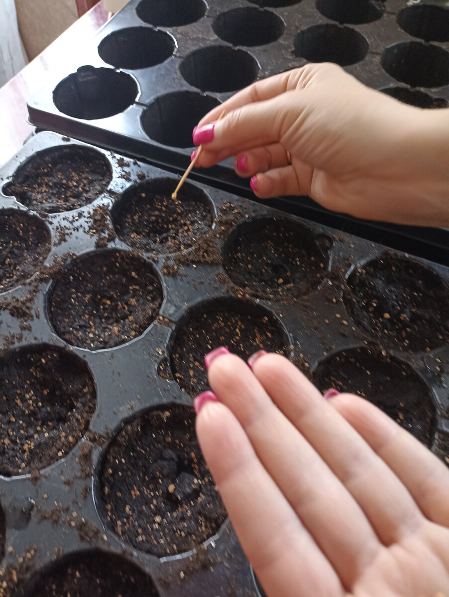 календарь посадок семян помидор на рассаду. лунный календарь томаты. пикировать помидоры черри. когда садить помидоры в марте 2024. удачные дни в марте для посадки томатов.