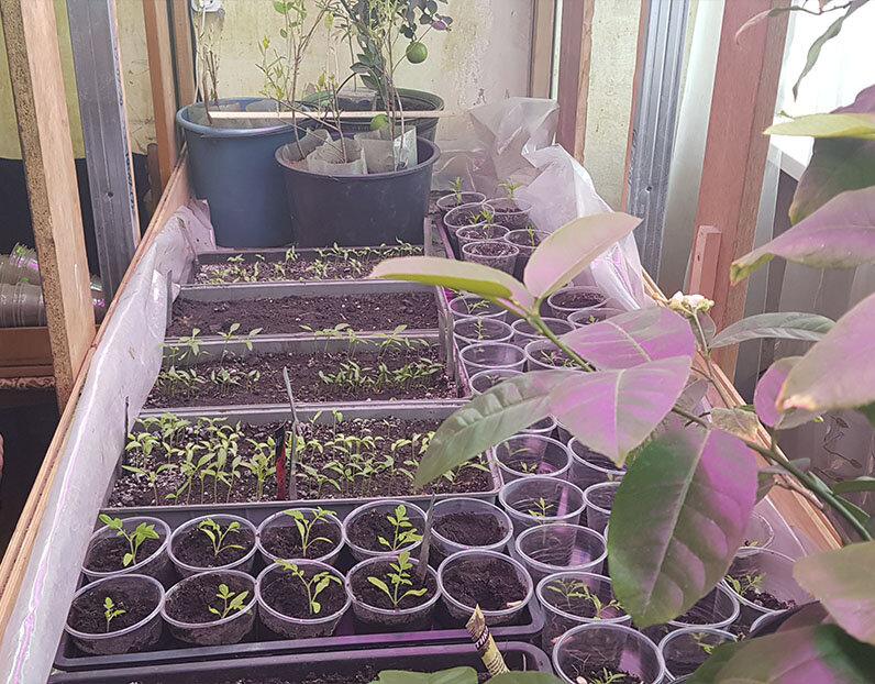 Сеянцы на первых порах нуждаются в снижении температуры.