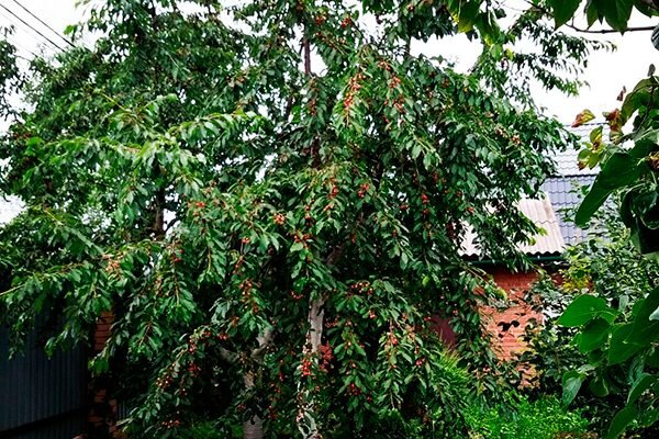 Секреты выращивания вишни Дюк Чудо-вишня и характерные черты сорта ...
