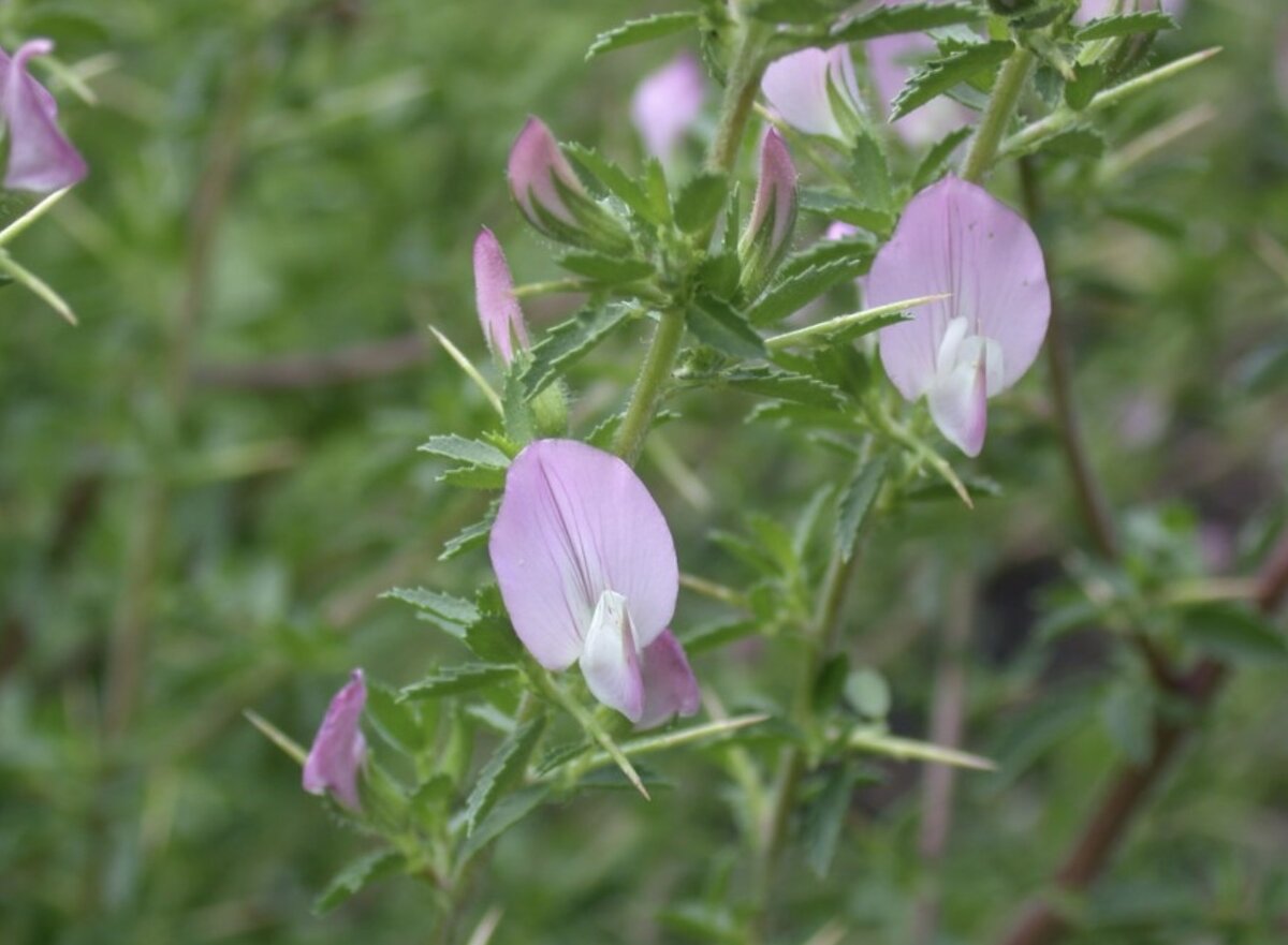 Стальник колючий (Ononis spinosa)
