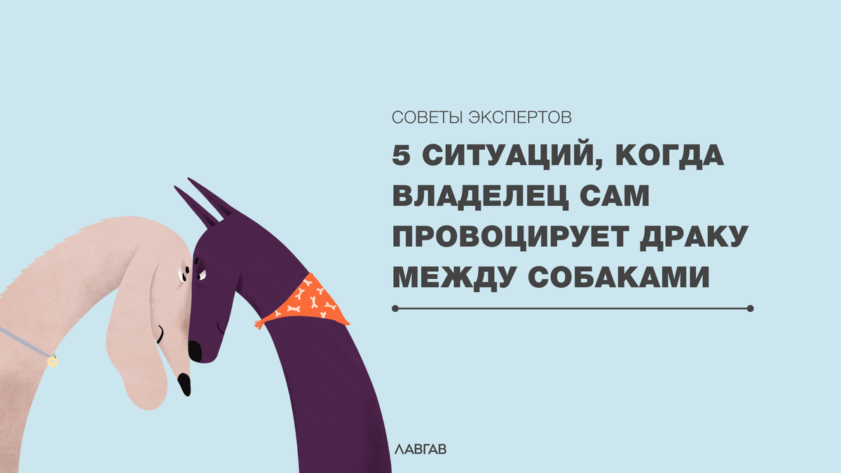 5 ситуаций, когда владелец сам провоцирует драку между собаками | ЛавГав |  Дзен