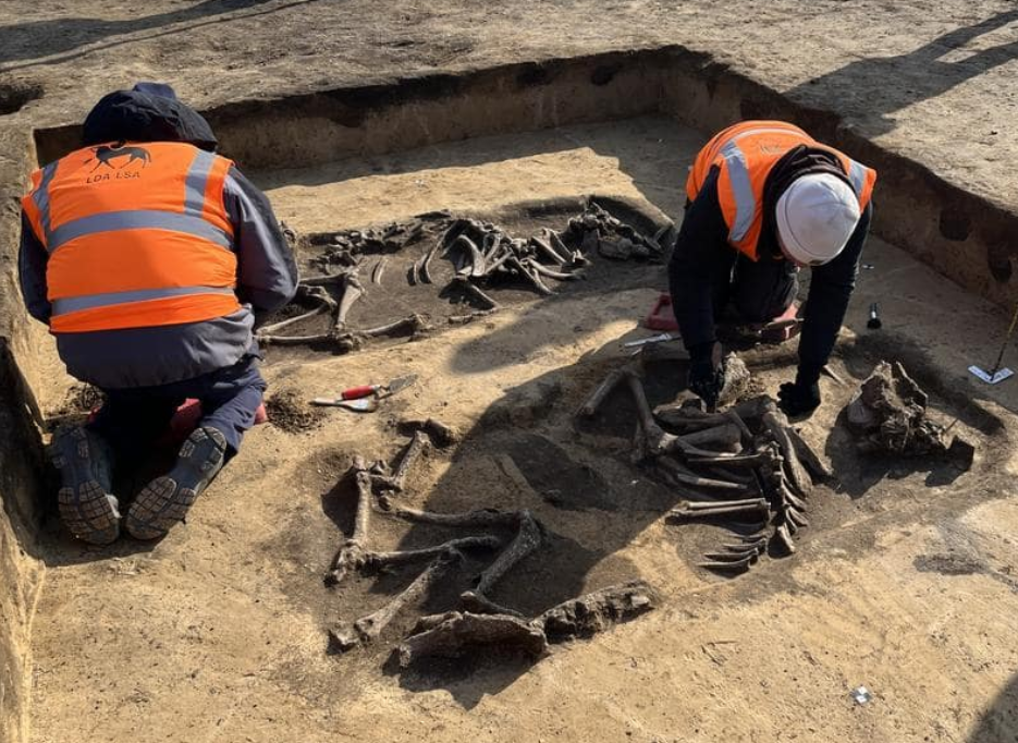 Раскопки двух скотомогильников возрастом около 5000 лет