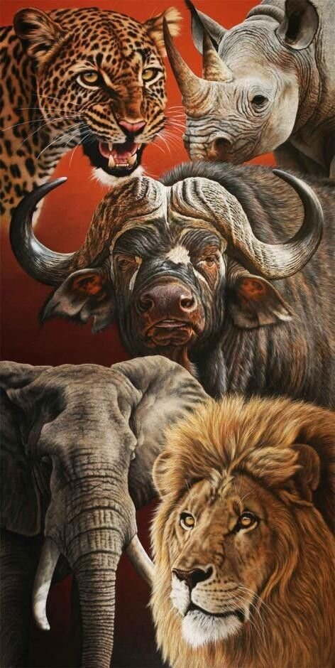 Африканская 5-ка