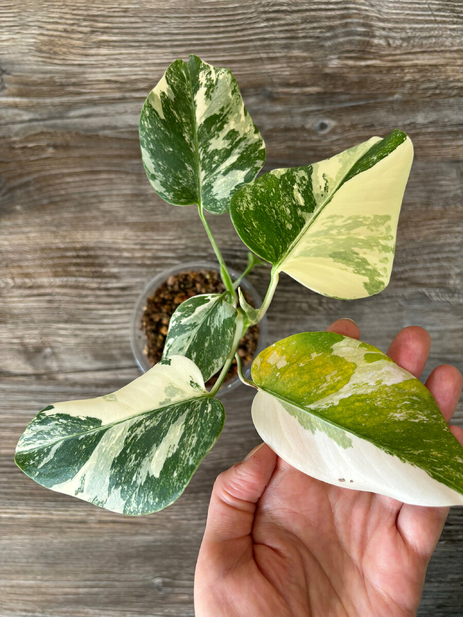 том листа. оформление титульного листа книги. внешнее строение листа 6 класс задания. листья без фона. ясень засохшие листья мятые.