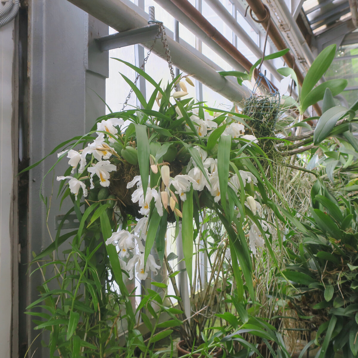 Coelogyne cristata