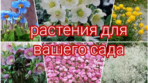 МНОГОЛЕТНИЕ ЦВЕТЫ ДЛЯ ВАШЕГО САДА