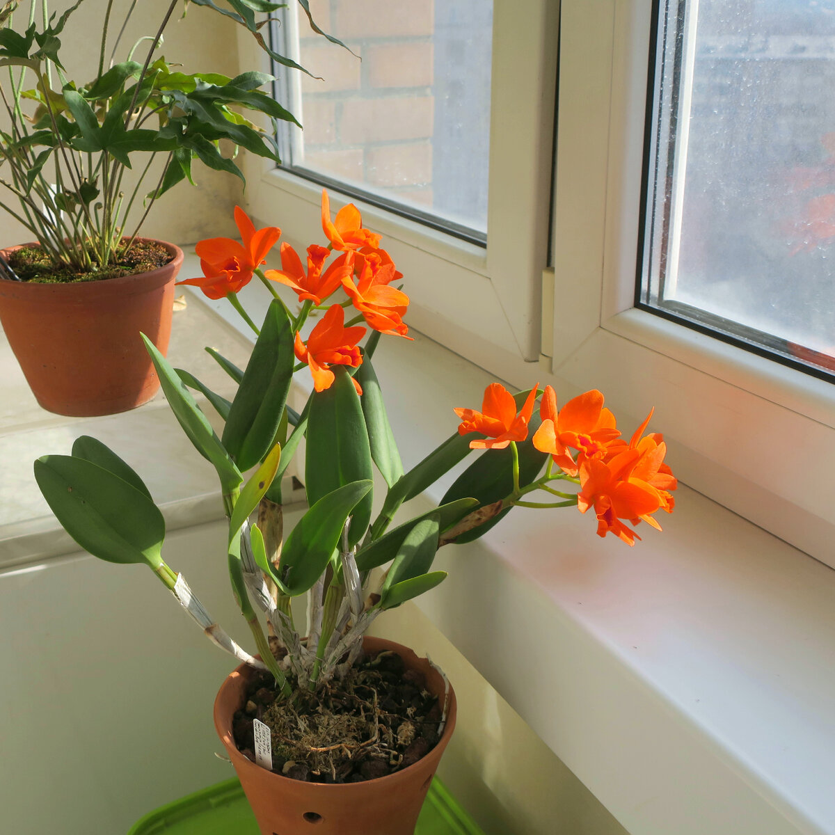 Каттелея Blc. Young Min Orange