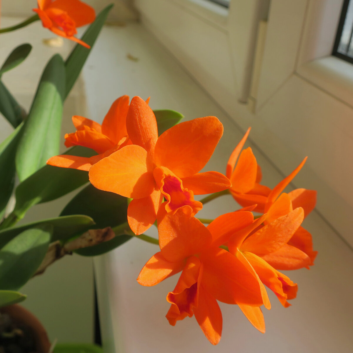 Каттелея Blc. Young Min Orange