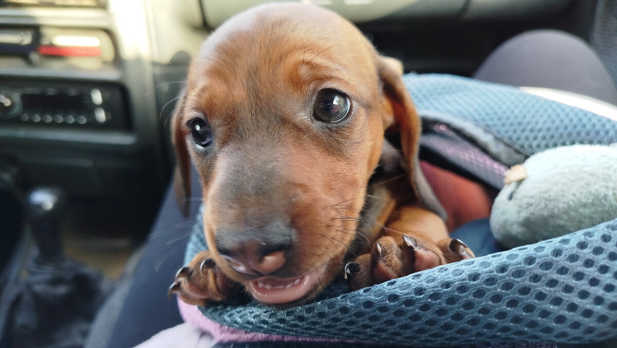 Везём домой ЧУДО!