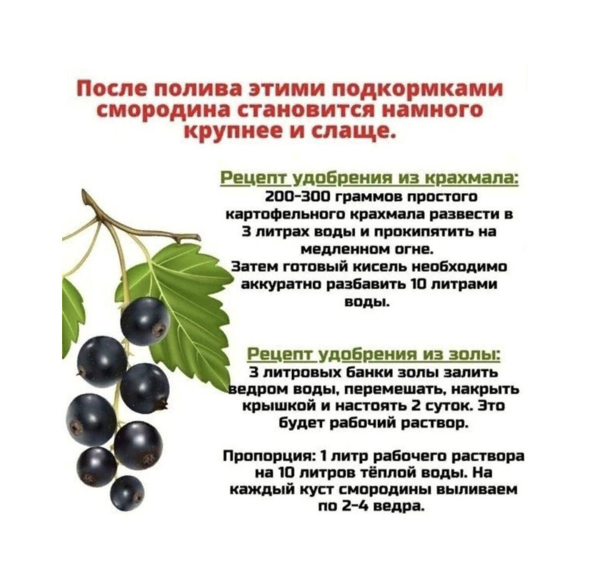 Подкормка смородины золой. Удобрения для крыжовника. Можно смородину подкормить золой. Зола древесная. Зола для смородины.