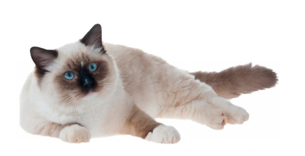 Ragdolls կատուն 🐈 🐾 🐾 