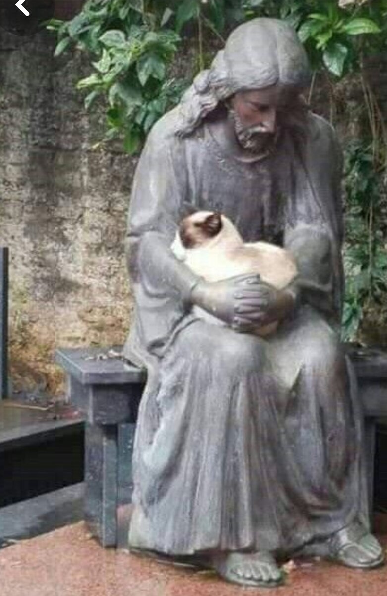 Ragdolls կատուն 🐈 🐾 🐾 