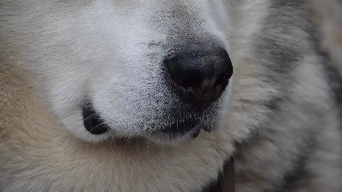     Администрация Лаишевского района прокомментировала инцидент, когда на домашних животных напали бродячие собаки. Последние якобы растерзали кроликов. Ответ на запрос Inkazan дали в пресс-службе муниципалитета.