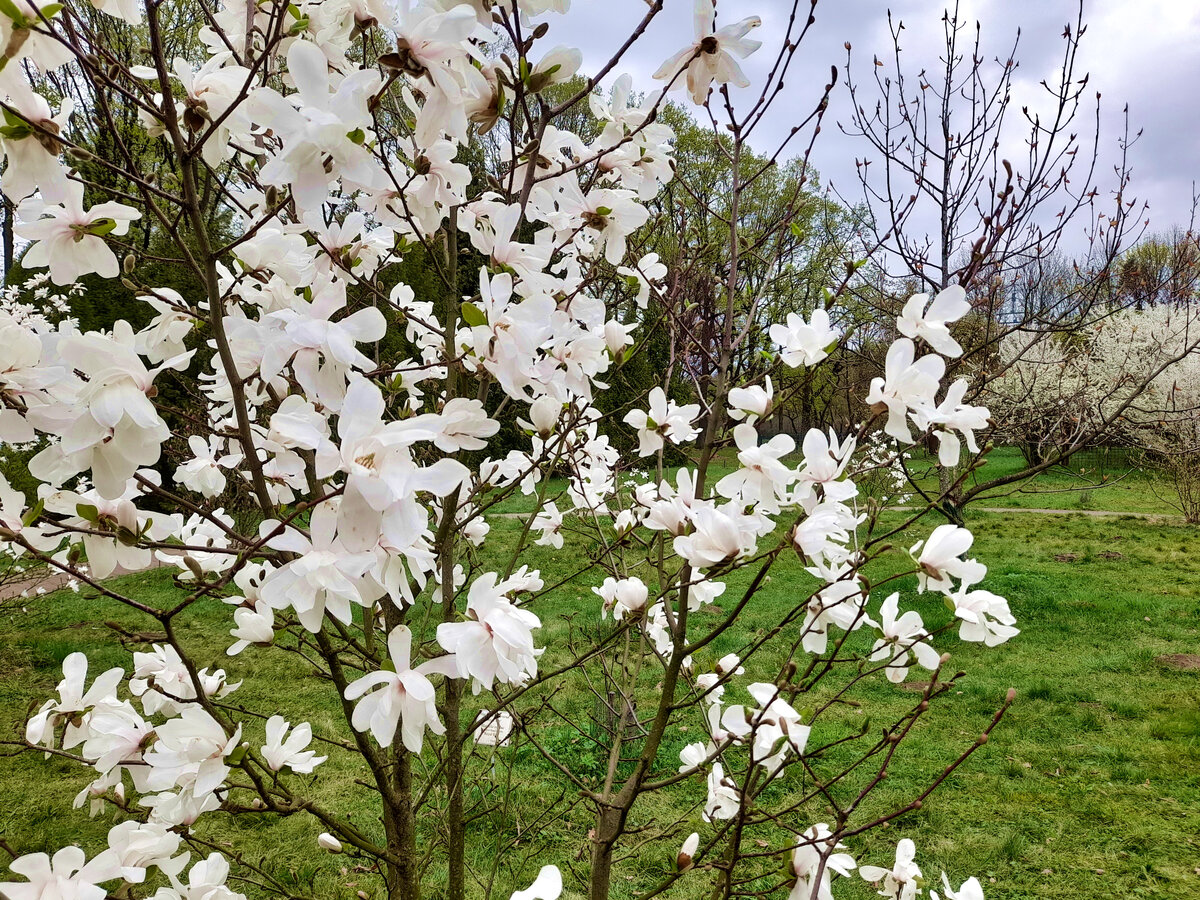 Магнолия. Фото автора