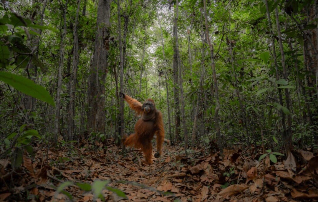 Высокая оценка — Джаяпракаш Джоги Боян, Индия / © Sony World Photography Awards 2024